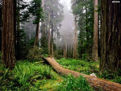 A huge fallen trunk cuts diagonally through ferns and wildflowers beneath fog-topped redwoods, the mist keeping the upper third pale and quiet.