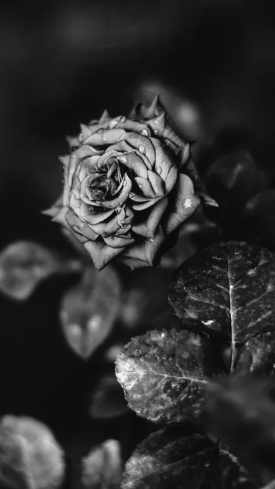 A single rose in full bloom fills the upper frame in monochrome, the leaves beneath it going soft as the focus falls off.