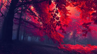 Crimson leaves fill the canopy above a misty forest path, the trunks reduced to grey silhouettes deeper into the woods.