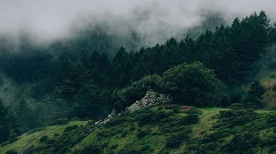 Mist slides down through dark conifers to a rocky outcrop at centre, and the muted greens keep desktop icons visible almost anywhere on the frame.