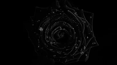 A rose drawn in thin silver light sits centred on pure black, its petals traced rather than filled.