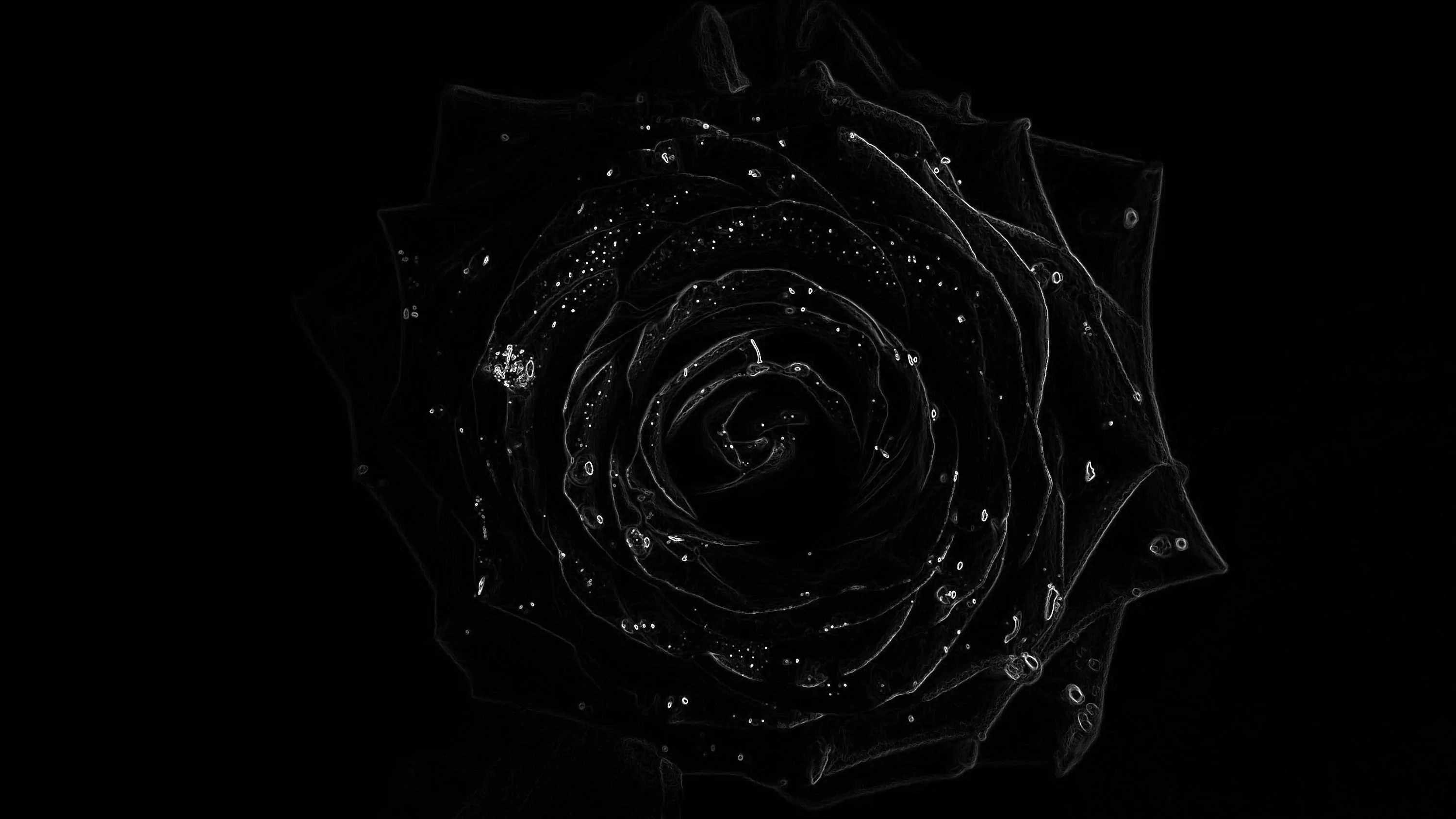A rose drawn in thin silver light sits centred on pure black, its petals traced rather than filled.