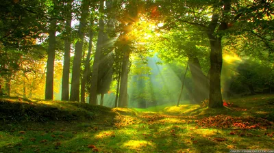 Autumn sun bursts through an oak canopy, scattering rays over a grassy clearing where fallen leaves gather along the shaded bottom edge.