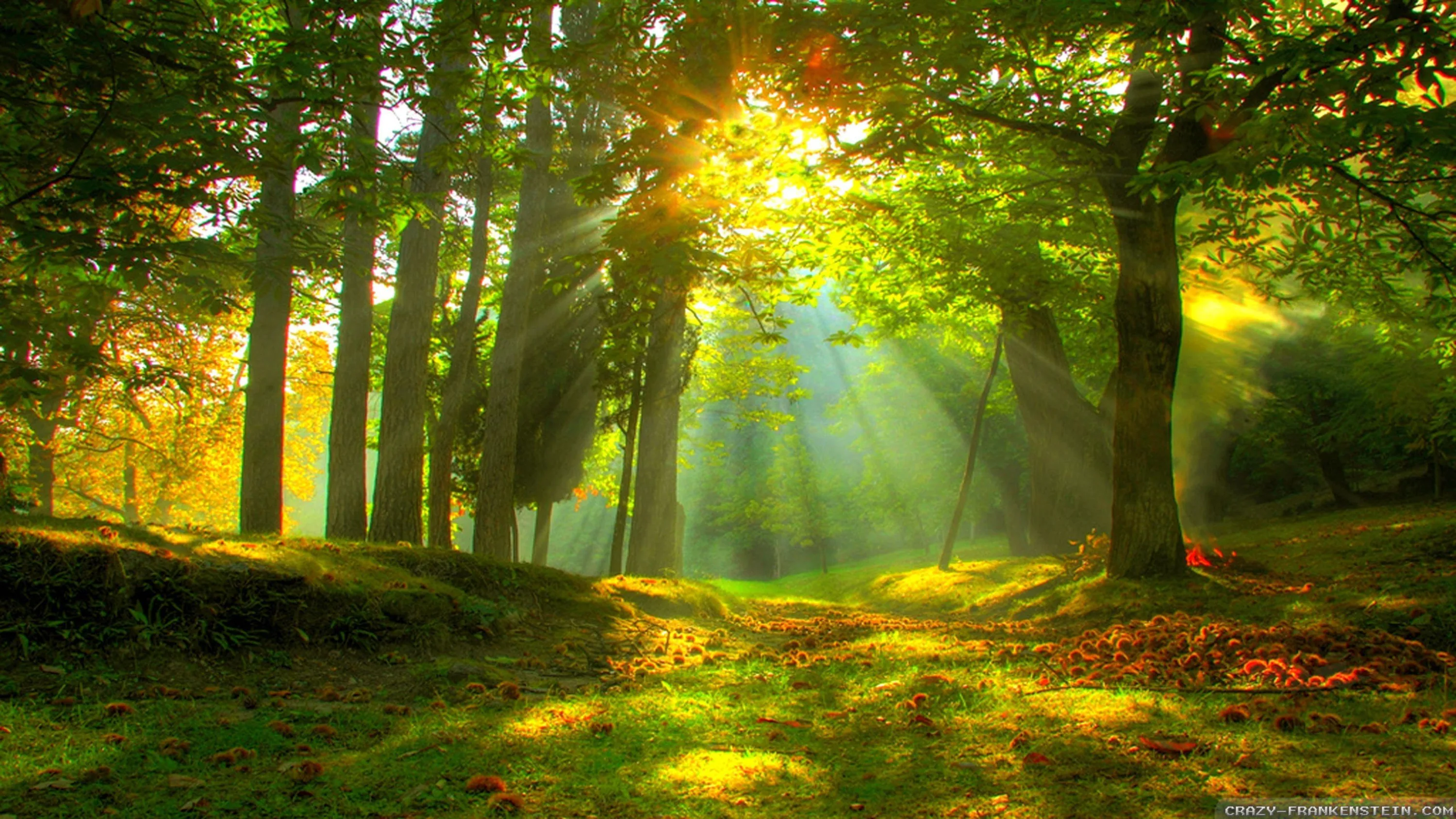 Autumn sun bursts through an oak canopy, scattering rays over a grassy clearing where fallen leaves gather along the shaded bottom edge.