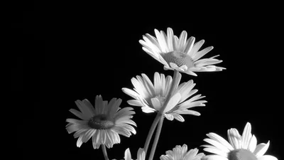 Three daisies shot from a low angle lean into the top of the frame, their thin petals bright against black with a fourth cut off at the corner.