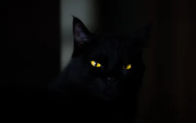 A cat sits in a dim interior with only its eyes catching light, the body reading as a soft black shape and heavy shadow filling the right side.