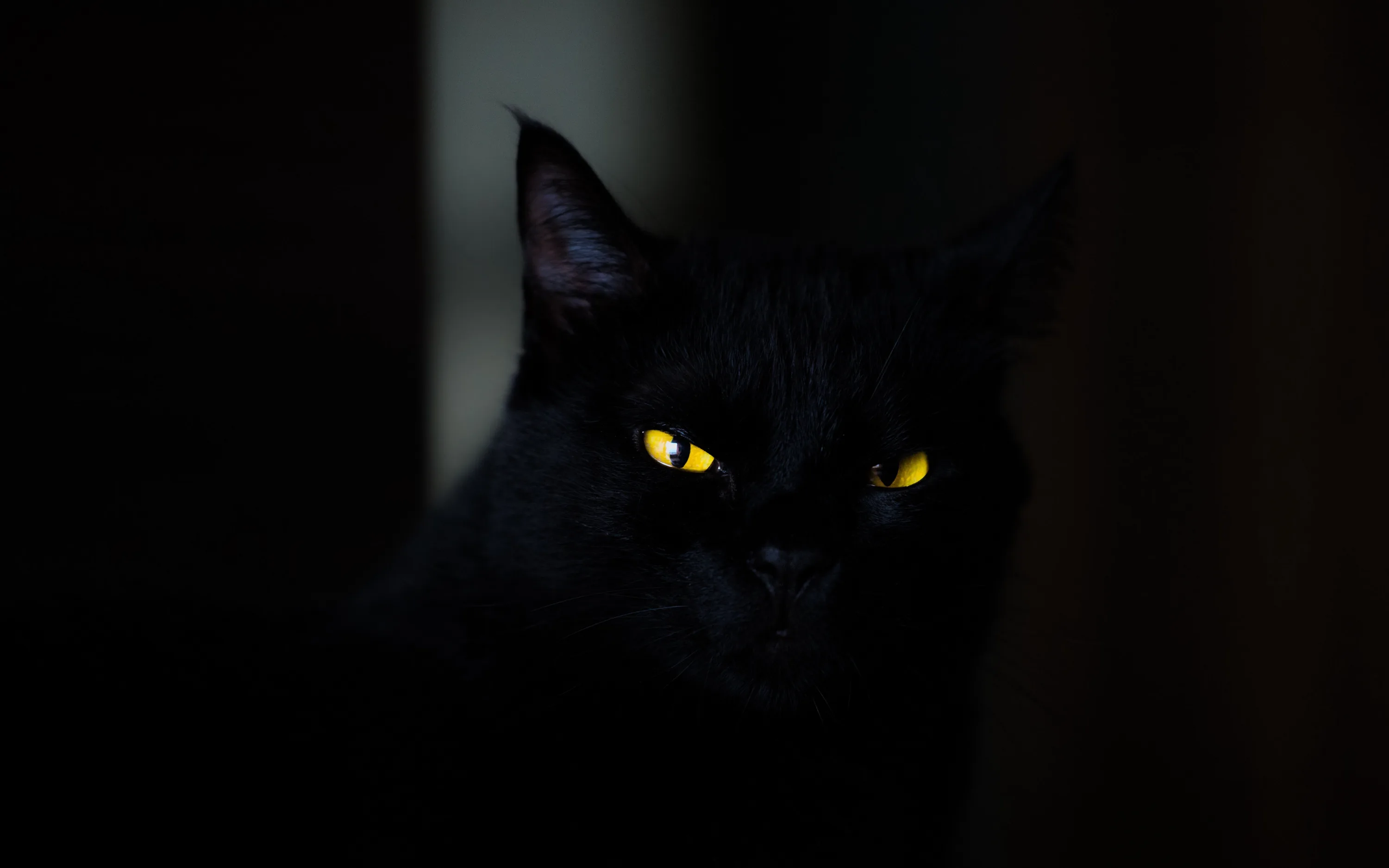 A cat sits in a dim interior with only its eyes catching light, the body reading as a soft black shape and heavy shadow filling the right side.