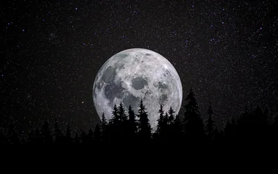 A grainy black-and-white moon rises behind jagged spruce tops, the star-speckled sky staying dark enough for desktop icons on either side.