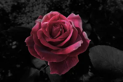 One deep red rose opens at the centre while the leaves behind it fall away into unlit greys, lit softly from the upper left.
