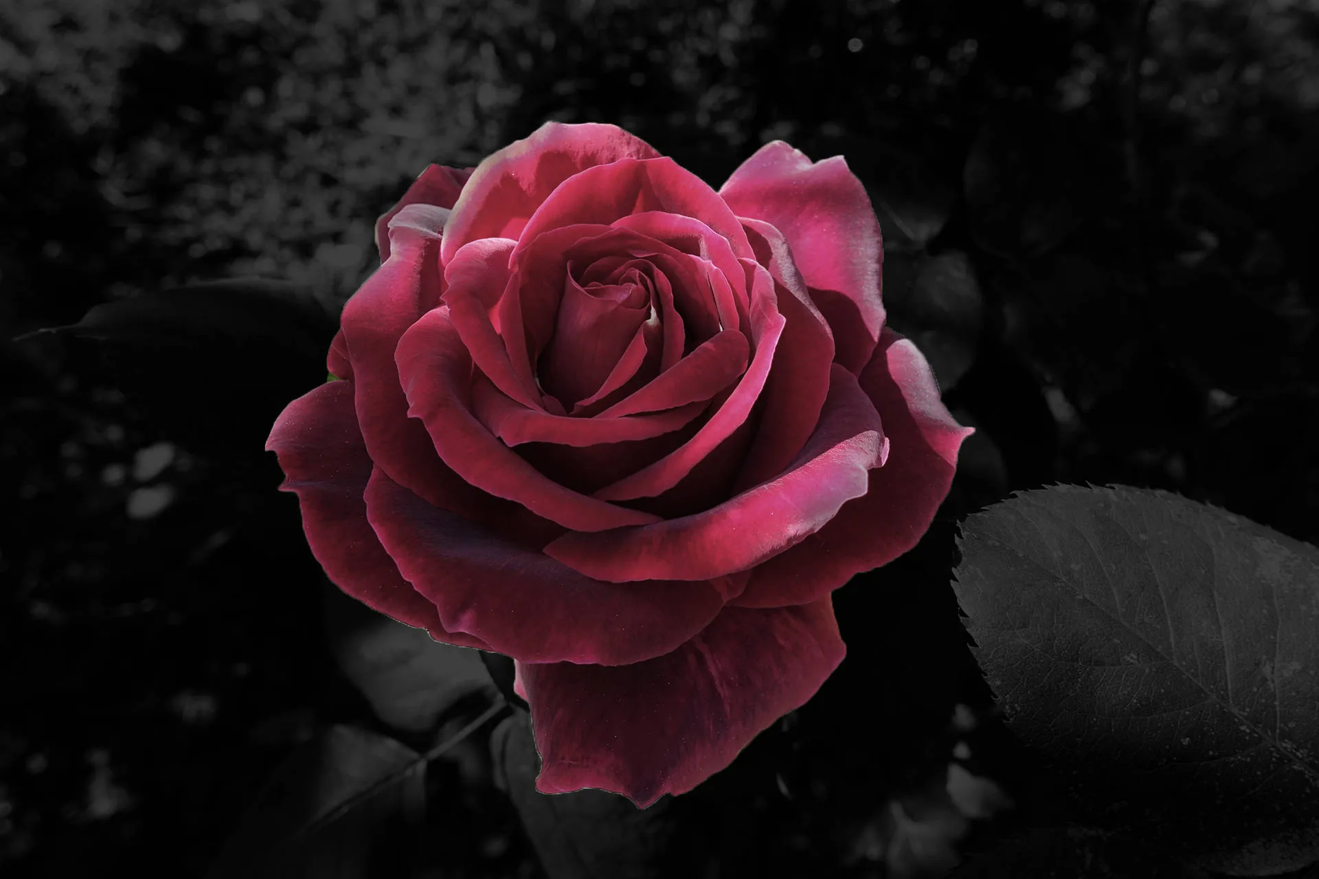 One deep red rose opens at the centre while the leaves behind it fall away into unlit greys, lit softly from the upper left.