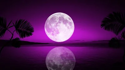 A pink-white moon rises over violet water between silhouetted palm fronds, its reflection rippling straight down the centre of the frame.