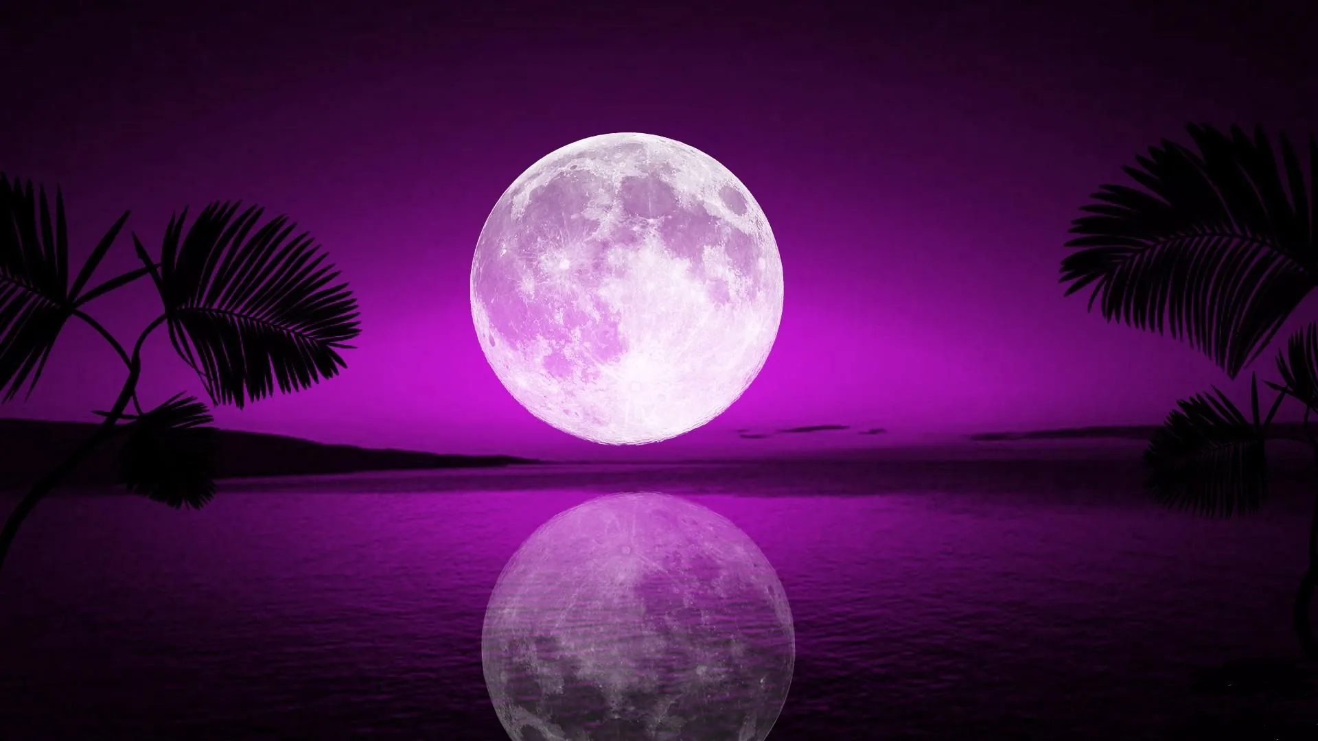 A pink-white moon rises over violet water between silhouetted palm fronds, its reflection rippling straight down the centre of the frame.