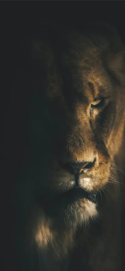 Half a lion's face emerges from shadow, warm light catching the mane and muzzle while the other side stays completely dark.