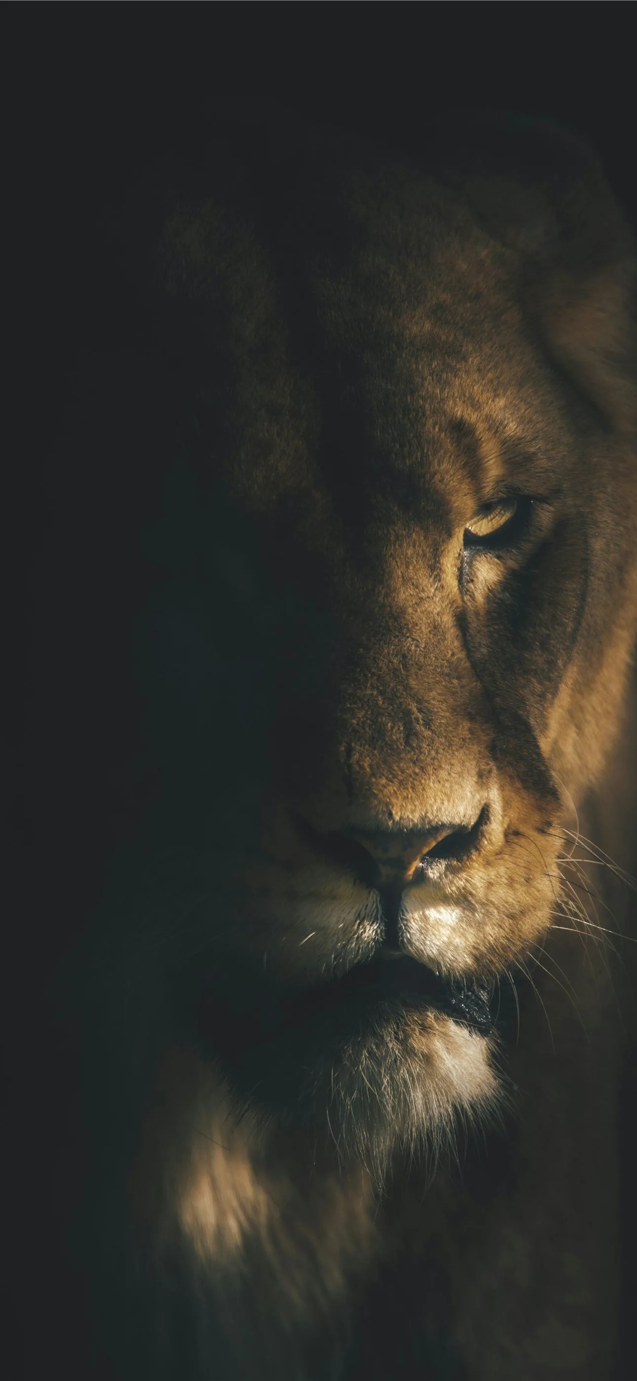 Half a lion's face emerges from shadow, warm light catching the mane and muzzle while the other side stays completely dark.