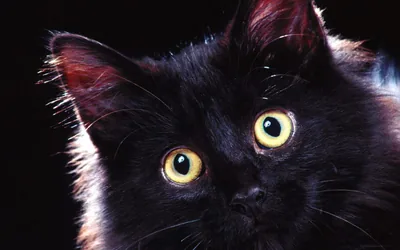 A fluffy black cat stares off to the left with both yellow eyes fully round, red highlights catching the fur on its ears and cheek.