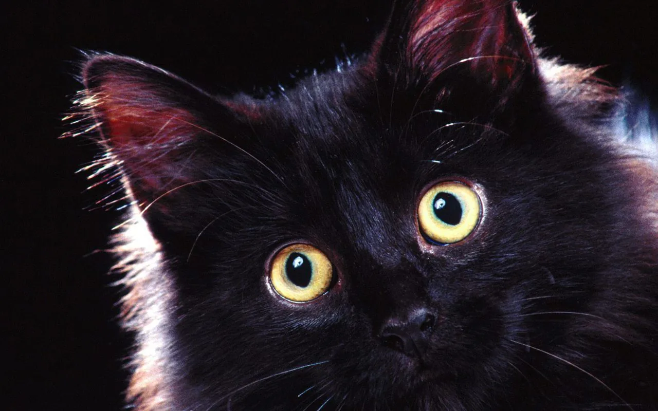 A fluffy black cat stares off to the left with both yellow eyes fully round, red highlights catching the fur on its ears and cheek.