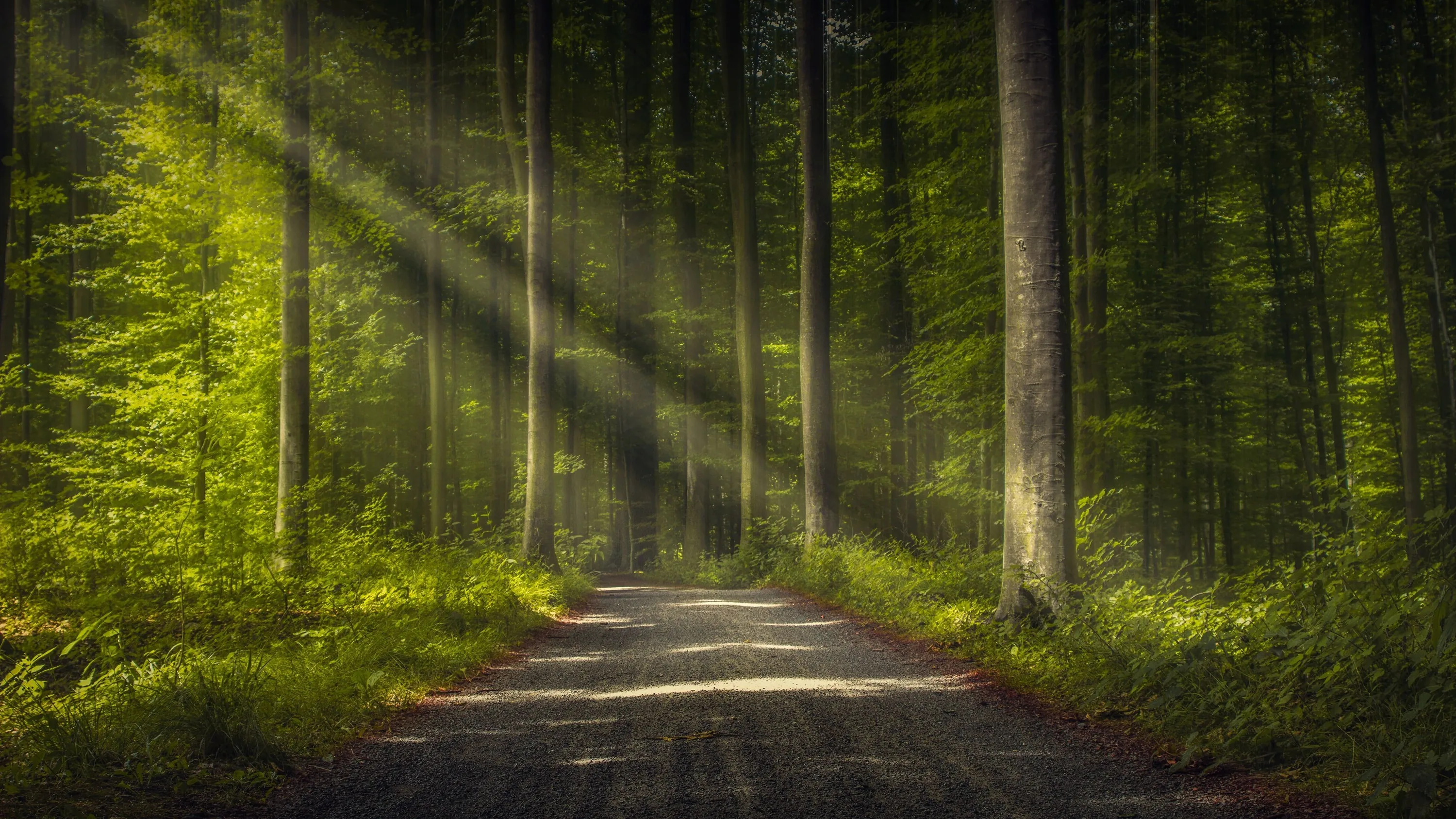 Morning rays cross a straight gravel road from the upper left, its centred vanishing point surviving both desktop and phone crops.