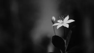 One small star-shaped flower sits sharp against a blurred grey background, a closed bud beside it, everything else falling into monochrome haze.