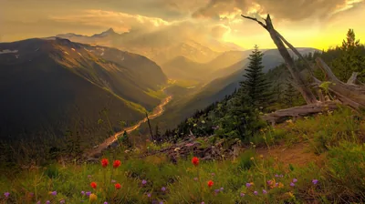 Backlight from the setting sun rims a dead snag on the right while red blooms dot the meadow, a river valley dropping away toward hazy peaks.
