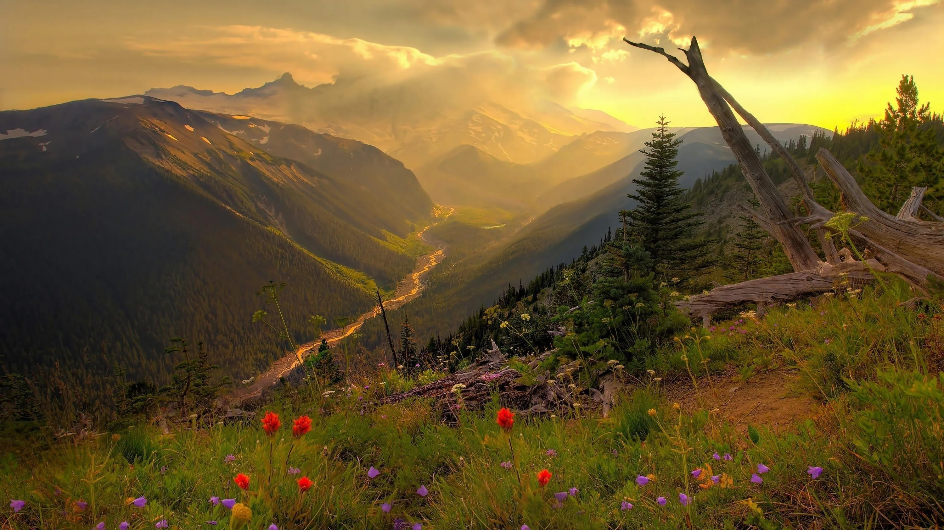 Backlight from the setting sun rims a dead snag on the right while red blooms dot the meadow, a river valley dropping away toward hazy peaks.