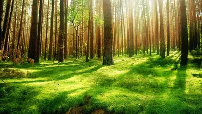 Straight pine trunks throw parallel shadows across a sunlit moss floor, warm light entering from the right and the vivid green strongest low in the frame.