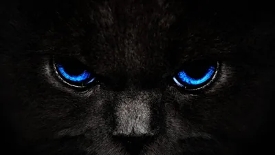 A black cat fills the frame in near darkness, only the fur around its brow and two intense blue eyes catching any light.