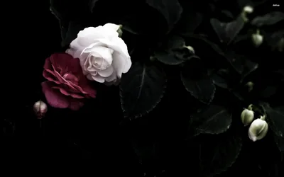 A pale camellia opens beside a deep crimson one, both lit from the left while the leaves and buds around them sink into unlit black.