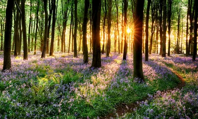 A carpet of purple bluebells spreads between dark trunks as a sunstar bursts through the canopy, the flowers thickest along the bottom edge.