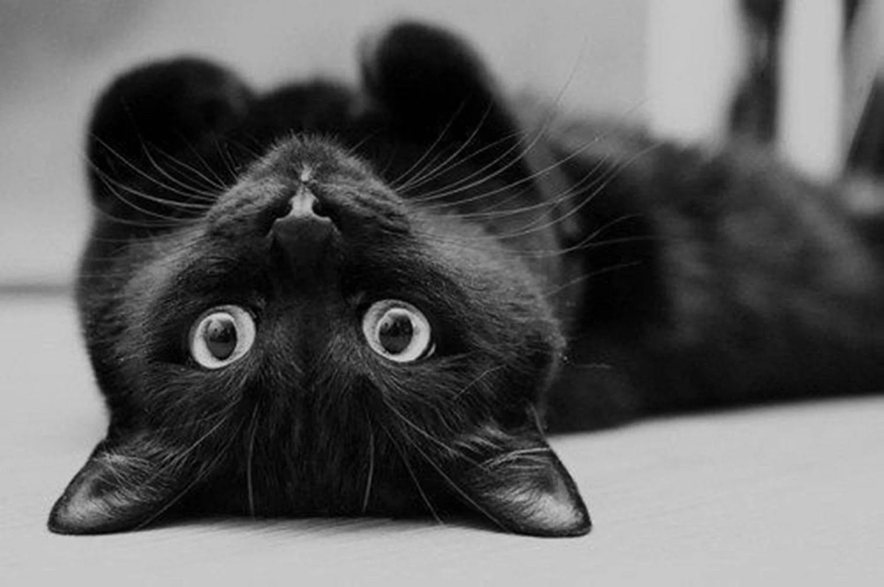 A black and white photo of a cat rolled onto its back with head tilted toward the lens, both eyes wide and whiskers spread across the floor.