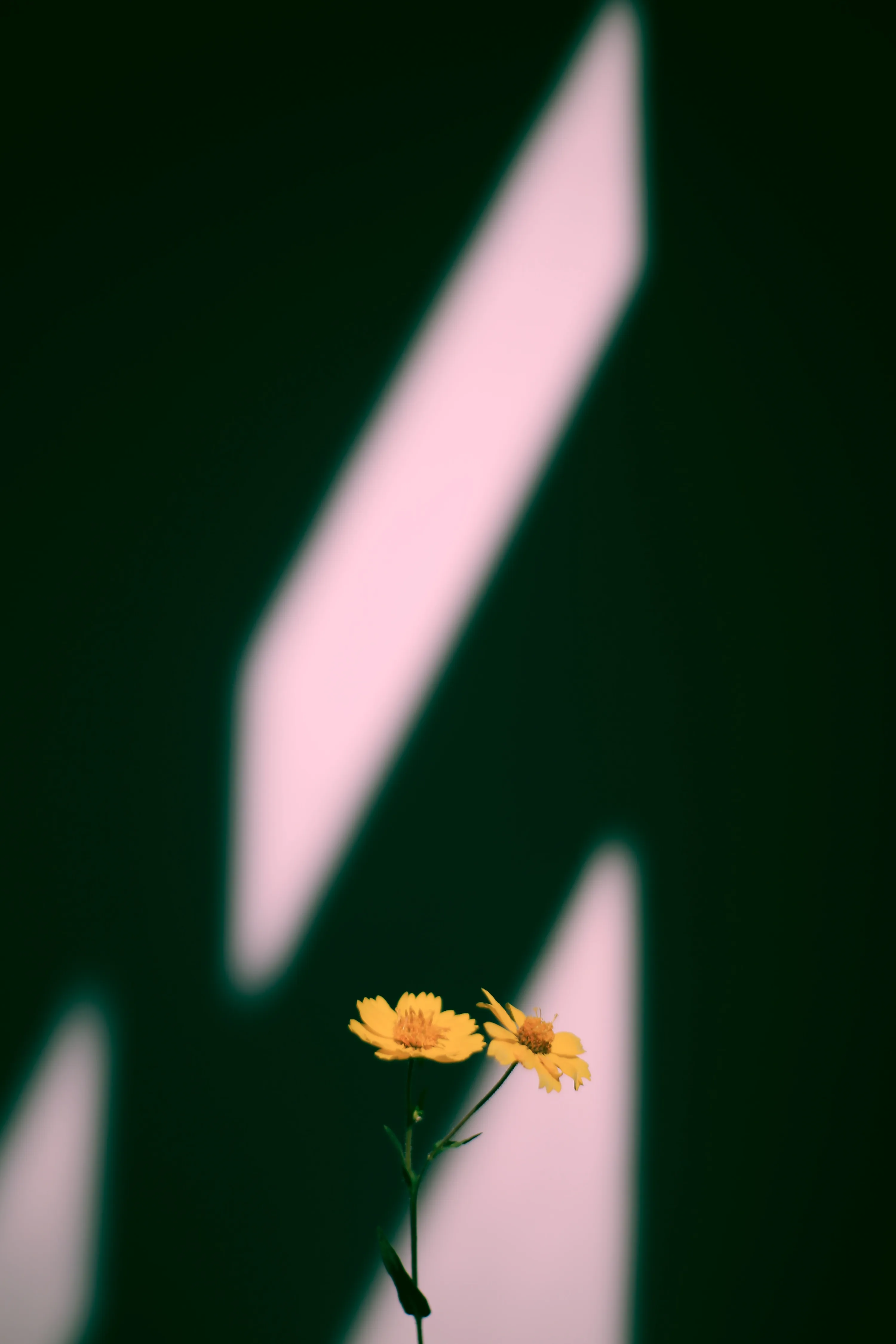 Two small yellow blooms rise from the bottom edge while a pale pink shadow shape cuts diagonally across the dark green wall behind.