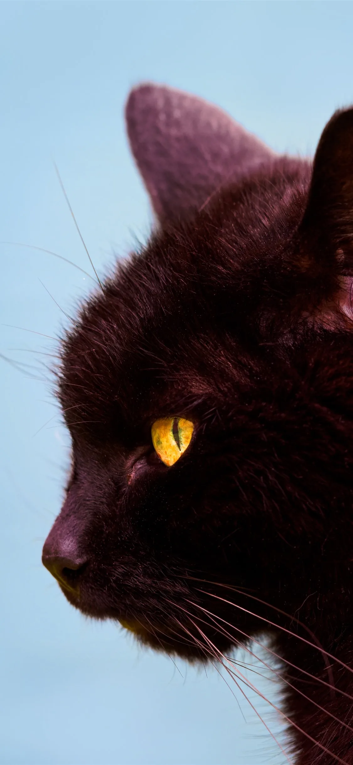 A black cat's head in sharp profile against a plain pale blue sky, one yellow eye open and the ear catching warm light from behind.
