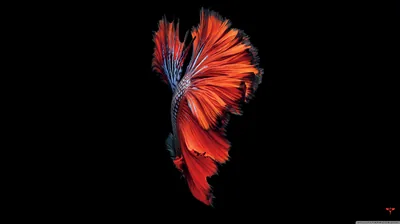A siamese fighting fish spreads its scarlet fins mid-turn against solid black, the fin rays picked out in fine detail against the empty field.