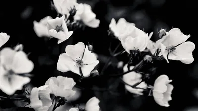 A cluster of five-petal white flowers photographed close in monochrome, the sharpest blooms up front and the rest dissolving into black bokeh.