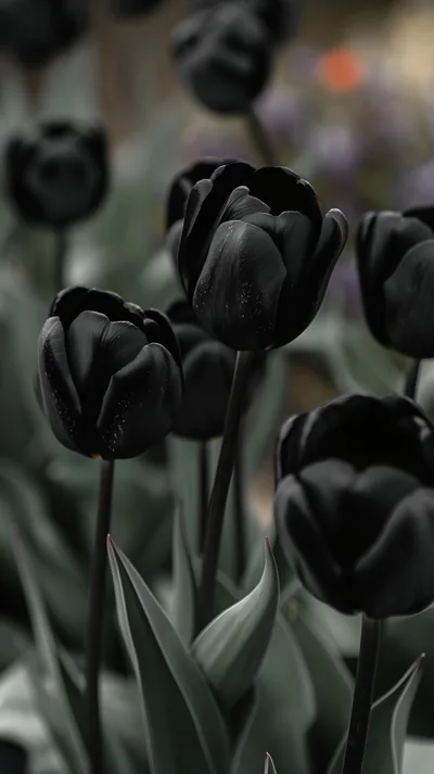 A bed of near-black tulips leans toward the camera on grey-green stems, the blurred garden behind them keeping only a hint of colour.