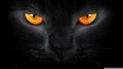 Two burning orange eyes fill the centre of a black cat's face, the nose and cheek fur barely lifting out of the dark.