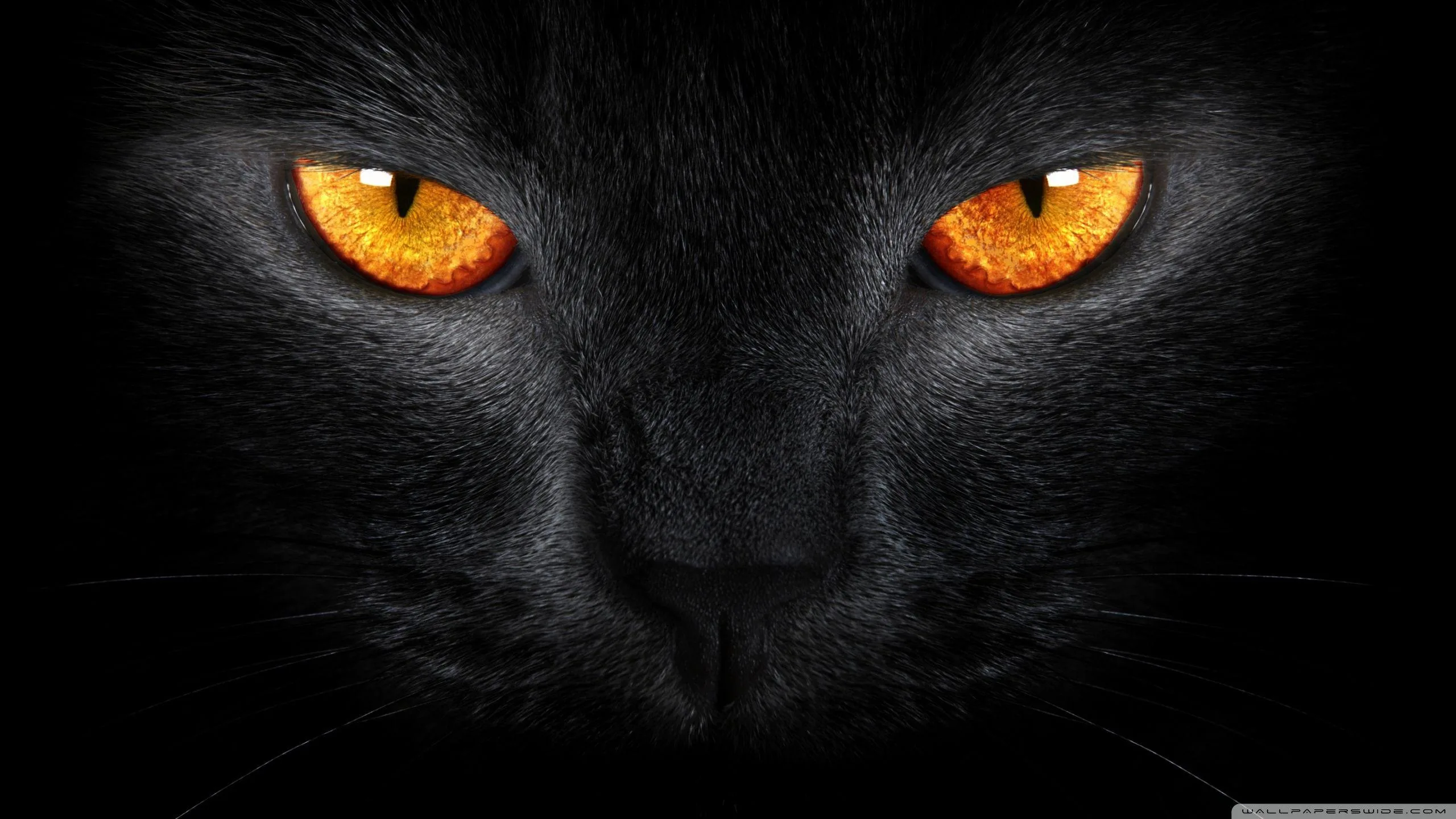 Two burning orange eyes fill the centre of a black cat's face, the nose and cheek fur barely lifting out of the dark.