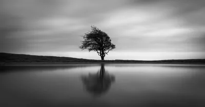 One bare tree sits at the centre of a pale, almost empty frame, mirrored in water so still the horizon nearly vanishes.