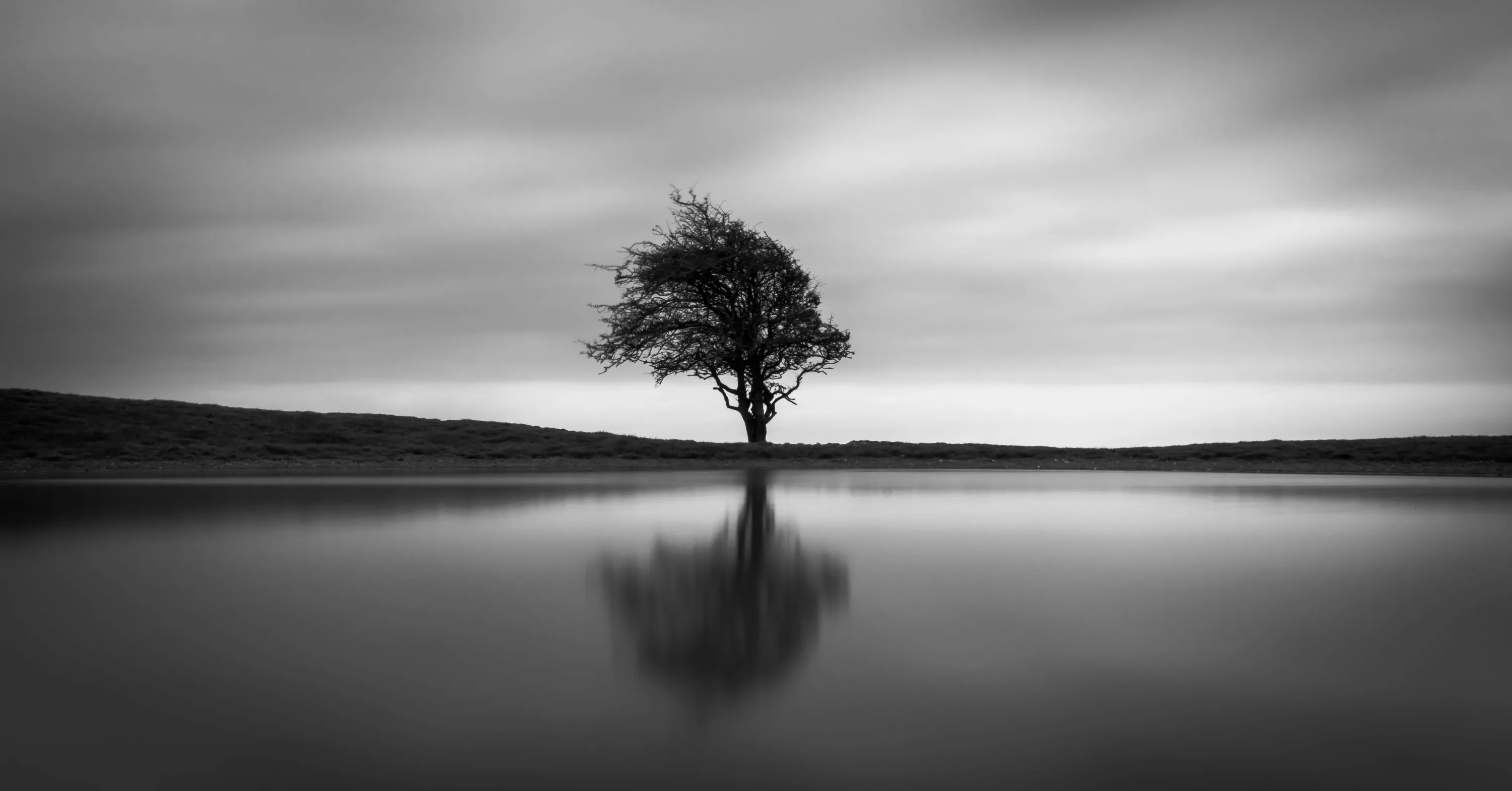 One bare tree sits at the centre of a pale, almost empty frame, mirrored in water so still the horizon nearly vanishes.
