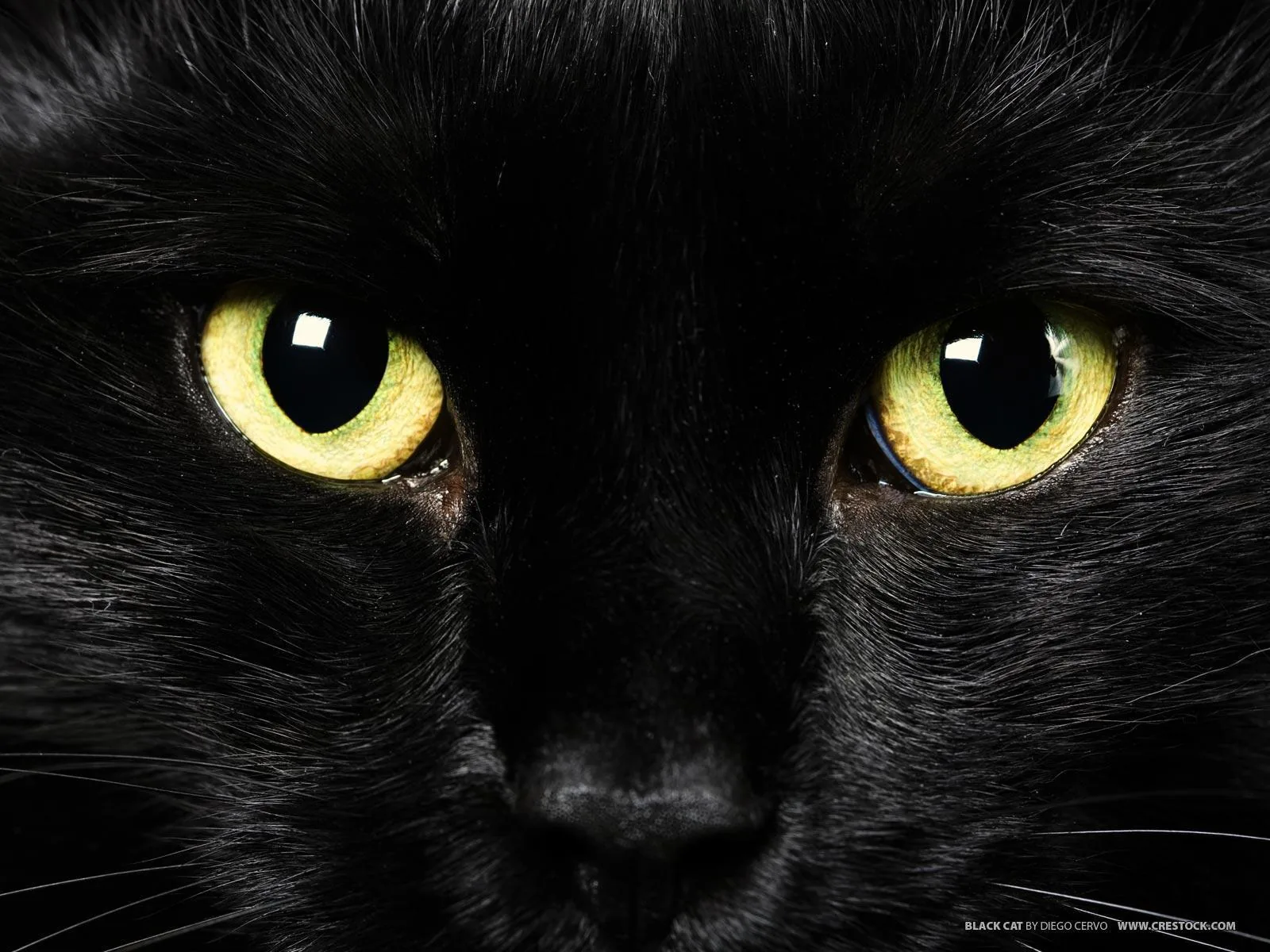 An extreme close-up crop of a black cat's face, two yellow-green eyes wide open and the nose and cheek fur filling the rest of the frame.