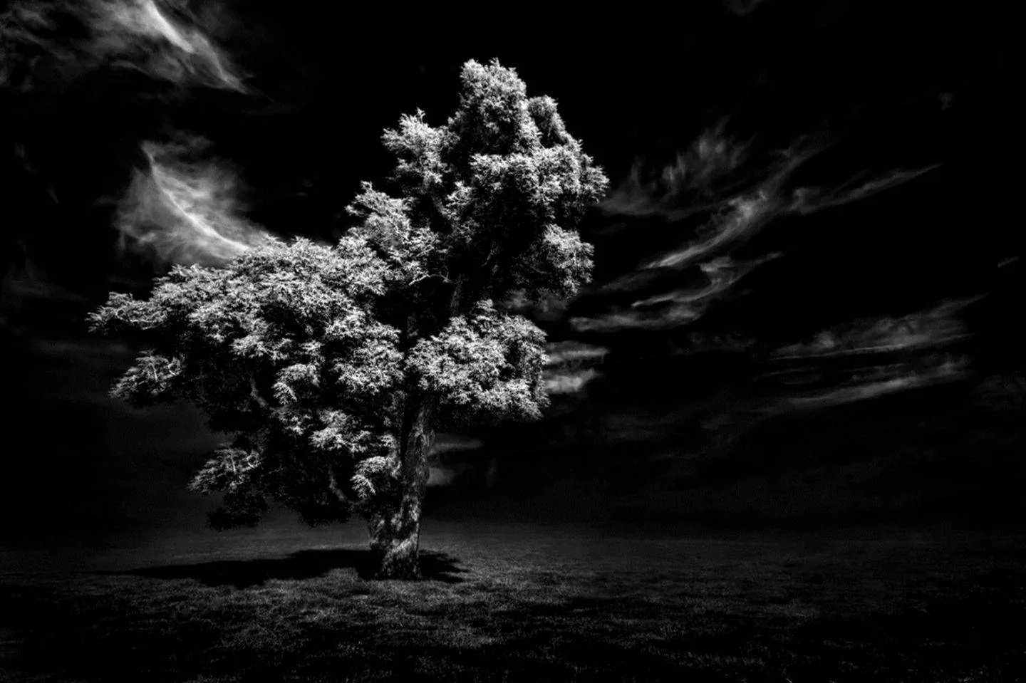 A single broad tree glows pale against a dark sky in high-contrast monochrome, wispy clouds streaking behind its crown.