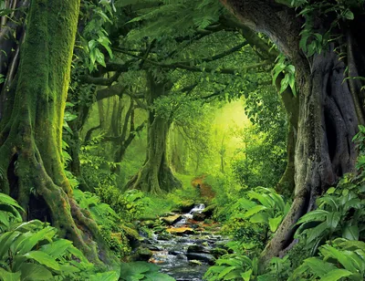 A rocky brook tumbles between huge moss-hung trees under an arched jungle canopy, warm light glowing at the end of the green tunnel.