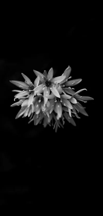 One shaggy chrysanthemum sits small in the centre of a tall black frame, its petals picked out in sharp monochrome.