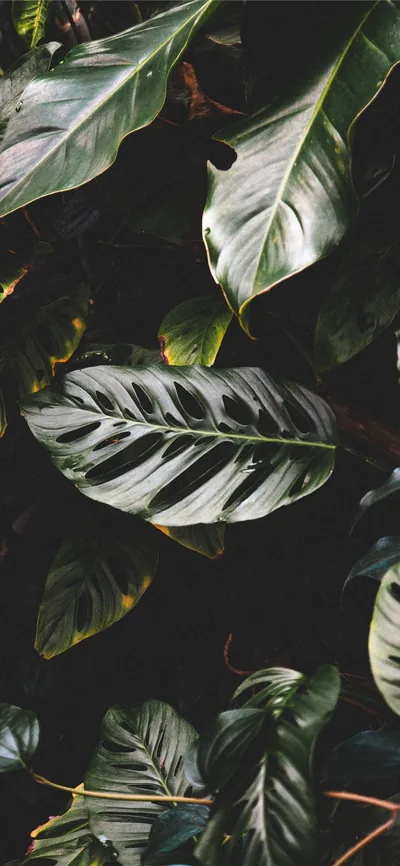 One ribbed leaf catches the light at centre while surrounding foliage falls into near-black shadow, saving power on OLED panels.