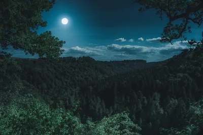 A bright moon hangs at the upper left over ridges of conifer forest, leafy branches reaching into both top corners of the teal night scene.