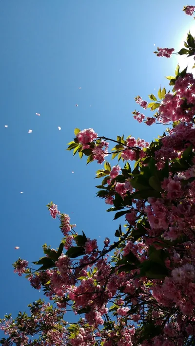 Pink blossom branches crowd the right edge while loose petals drift across open blue sky; the empty left side leaves a full column for app icons.