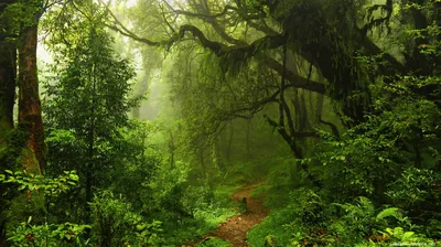 A thin footpath passes beneath old moss-draped limbs arching from the left, dense jungle green closing in on every side in soft misty light.