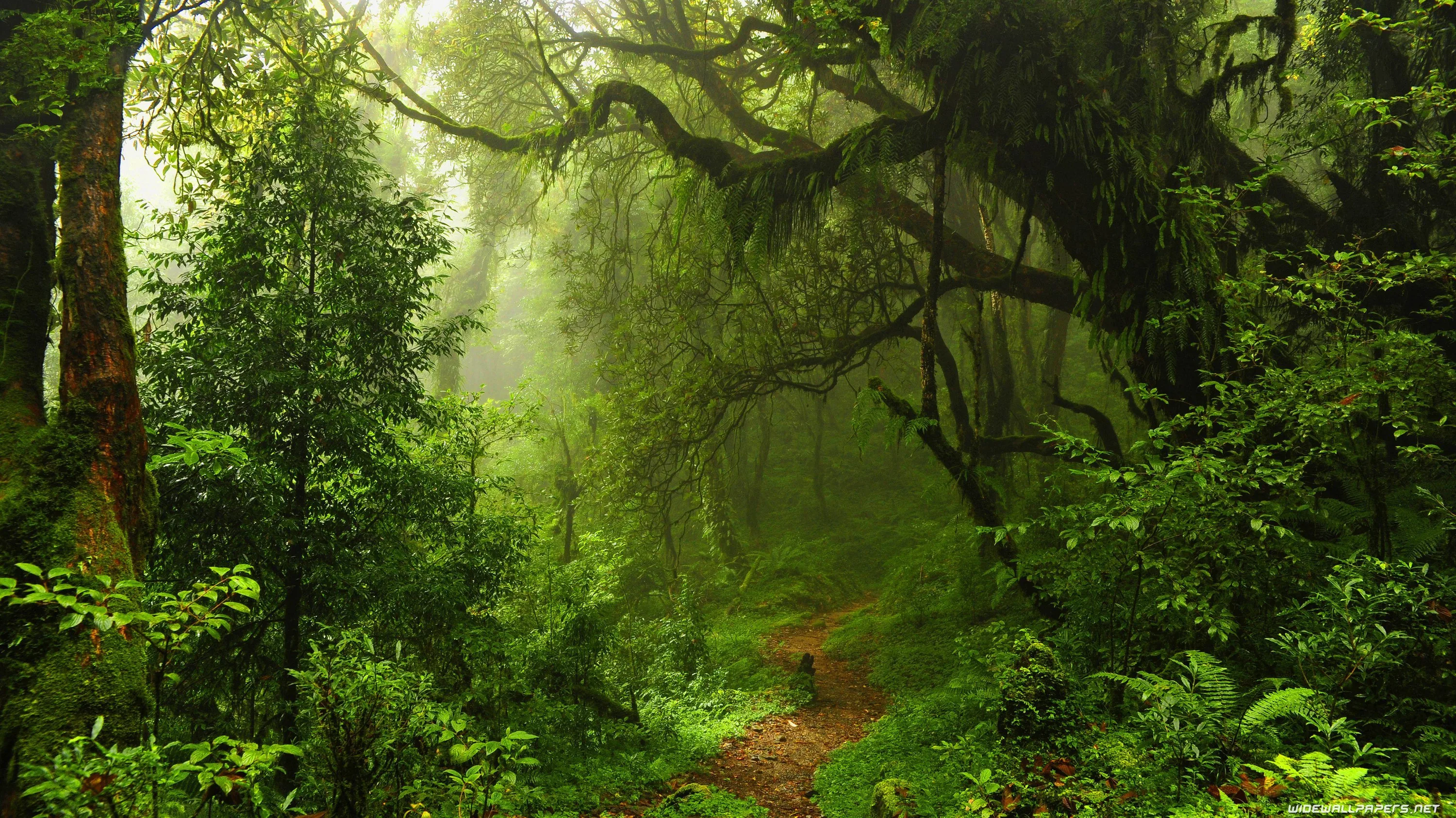 A thin footpath passes beneath old moss-draped limbs arching from the left, dense jungle green closing in on every side in soft misty light.