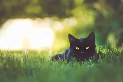 A black cat lies low in bright green grass, ears flat and yellow eyes forward, the background dissolving into warm summer bokeh.