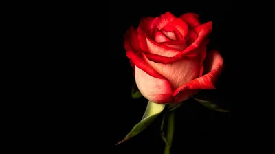 One red rose with a pale inner petal sits in the right half of the frame, the left side left completely black.