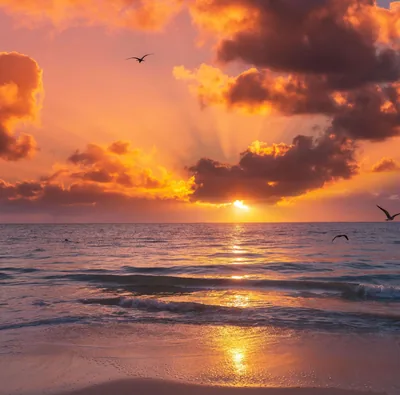 Light fans out from behind heavy golden clouds while gulls cross the frame and low waves roll onto wet sand.